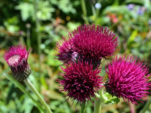 thistle flowers crimson