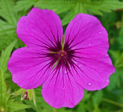 flowers flower pink