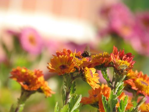 flowers bee plants