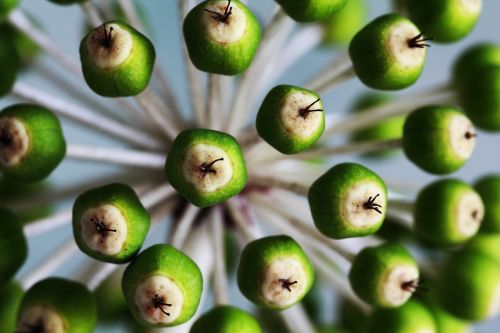 flowers japonica plant