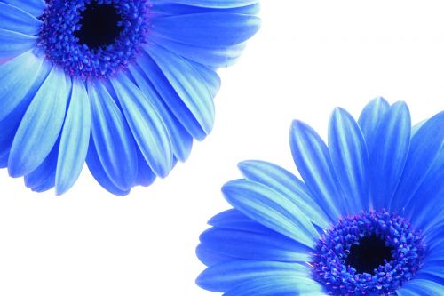 flowers petals blue