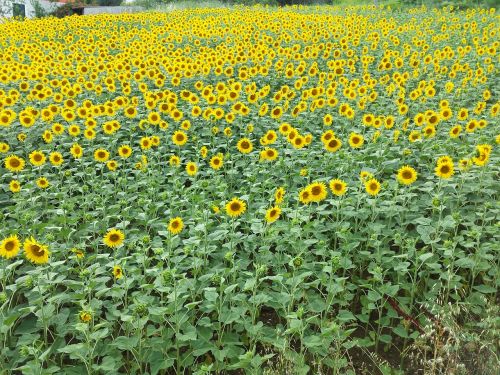 flowers sunflower field