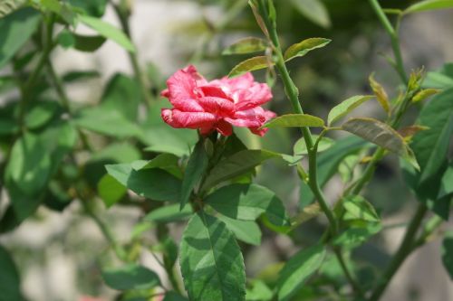 flowers nature rosa