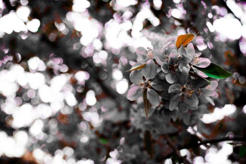 blumen salon frühling schwarzweiss-foto der blüte