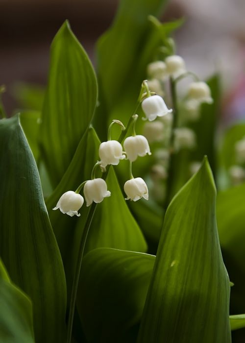 flowers lily of the valley spring