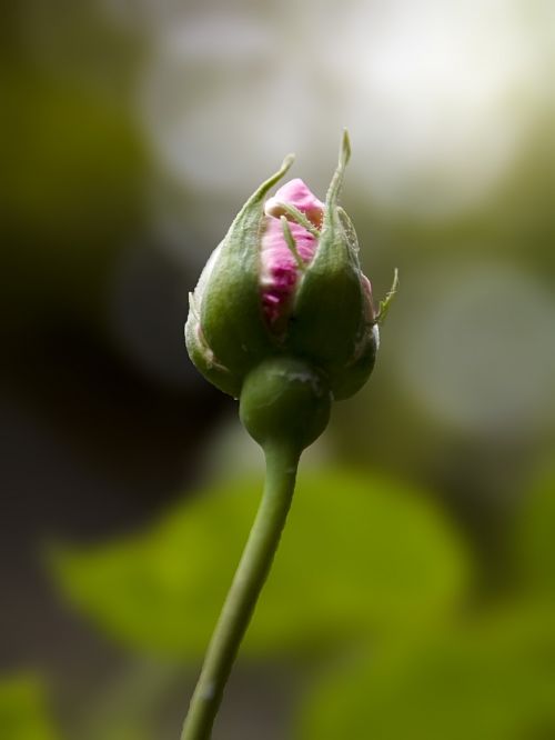 flowers rosebud nature