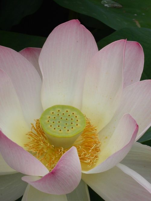flowers lotus blossom