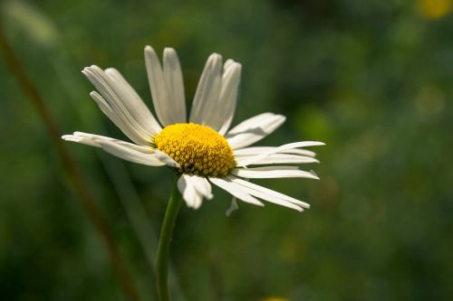 flowers flower garden