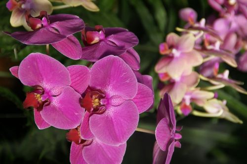 flowers orchid blossom