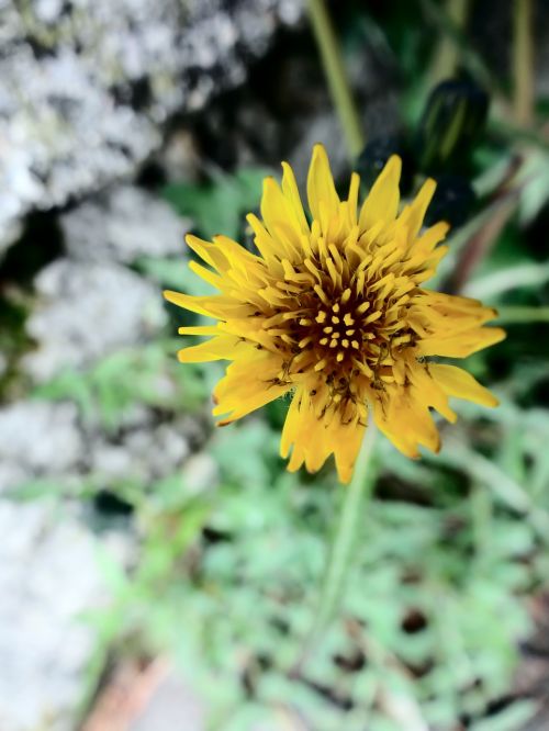 flowers yellow flower