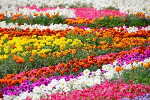 flowers bed garden