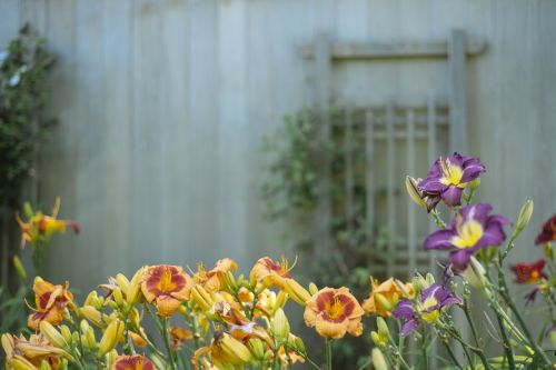 flowers barn garden