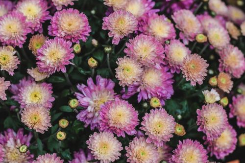 flowers pink mums