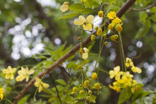 flowers flower yellow