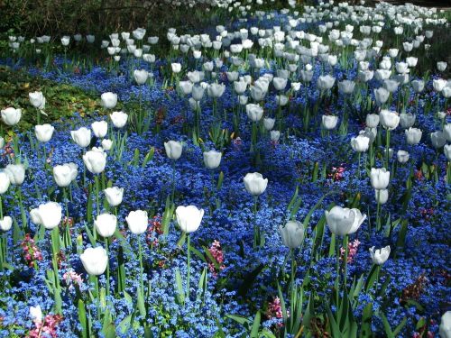 flowers field of flowers nature