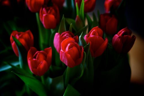 flowers bouquet of flowers tulips