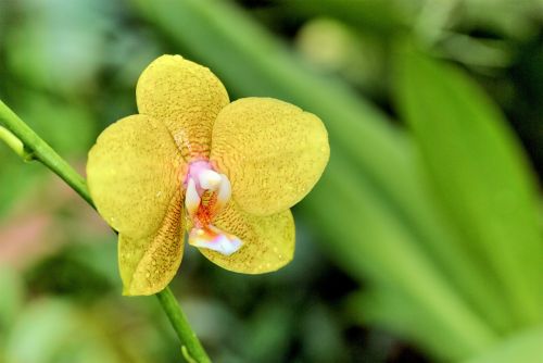 flowers nature plant