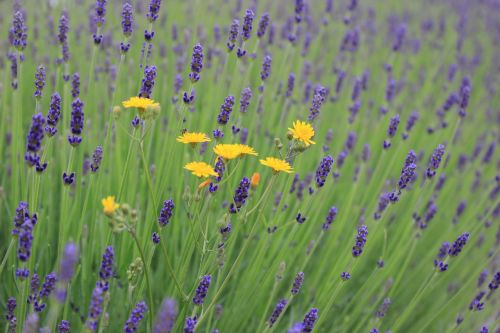 flowers lavender lavender flowers