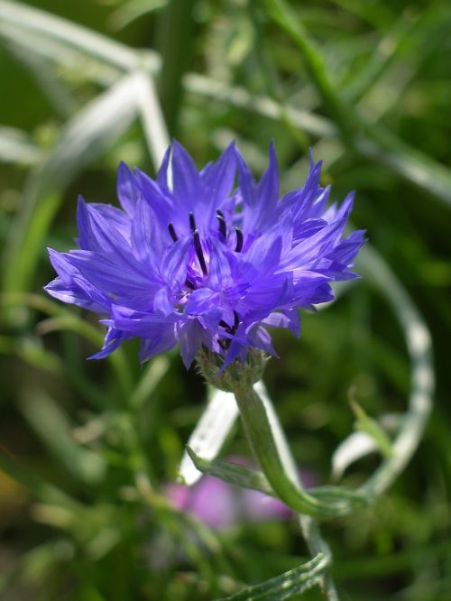 flowers purple purple flower