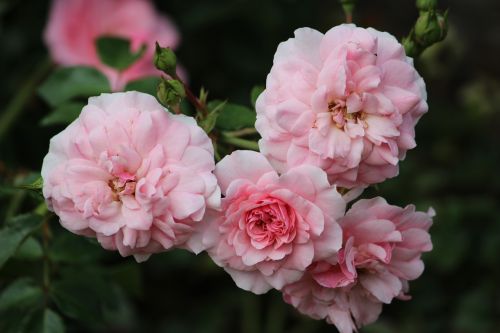 flowers pink roses