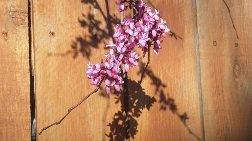 flowers pink shadow