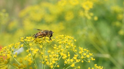 flowers bee nature