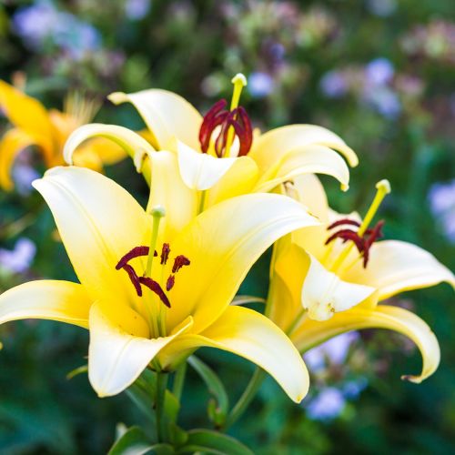 flowers yellow lily