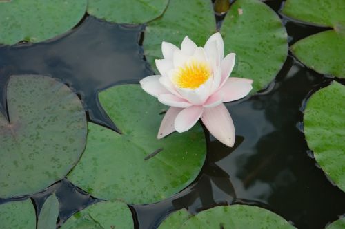 flowers lotus water lilies