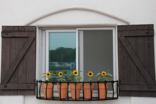 flowers window sunflower