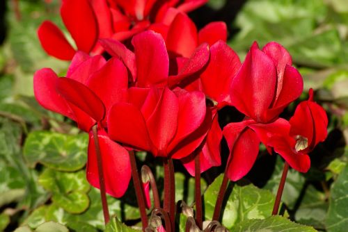 flowers cyclamen red