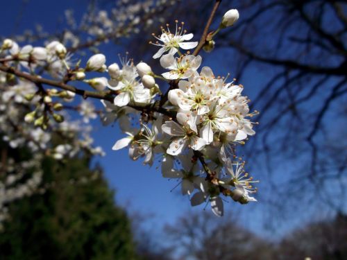 flowers spring white