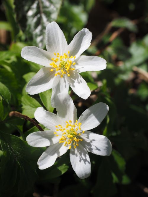 flowers white wood anemone