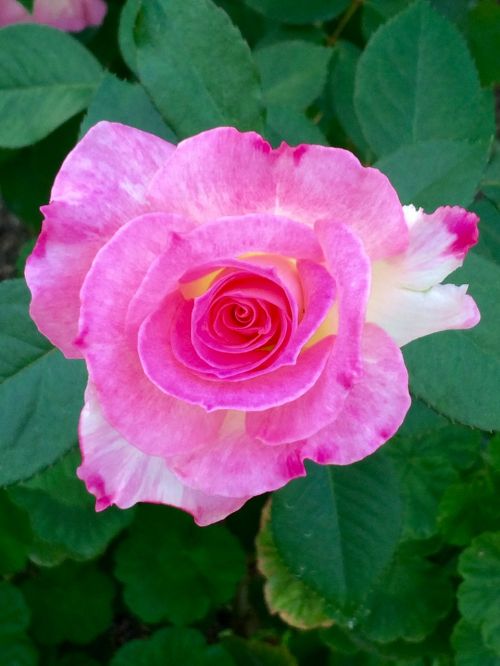 flowers natural rose