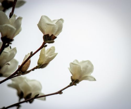 flowers flower spring