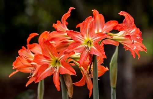 flowers blooms hippeastrum