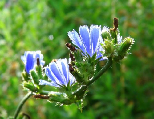chicory flowers blue