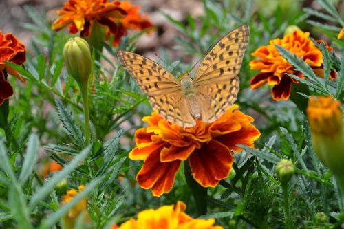 flowers summer nature