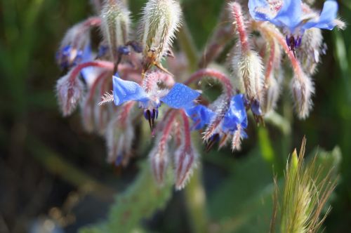 flowers blue blossom