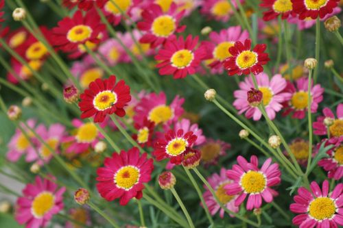 flowers nature rhineland palatinate