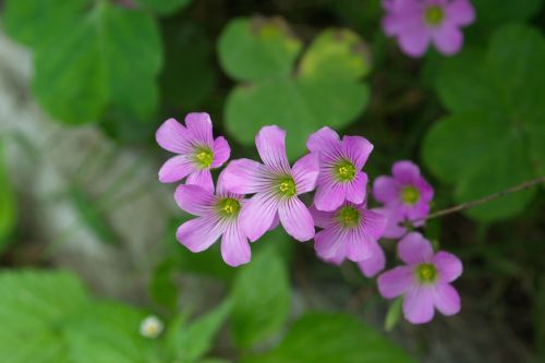 flowers summer nature