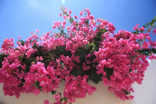 flowers bougainvillea pink