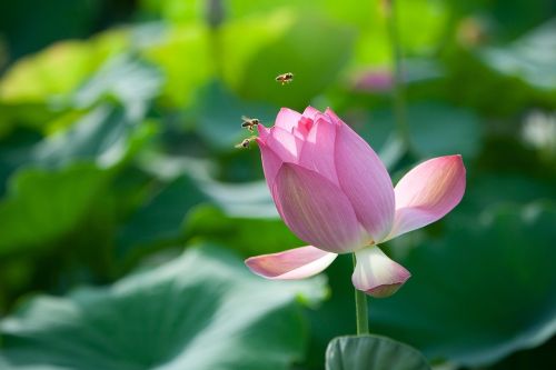 flowers lotus bee