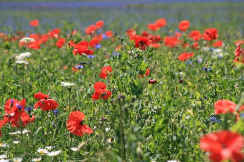 flowers prato bloom