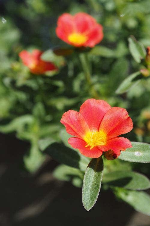 flowers red nature