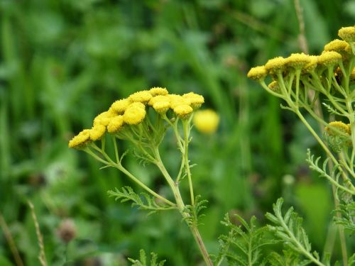 flowers tansy yellow