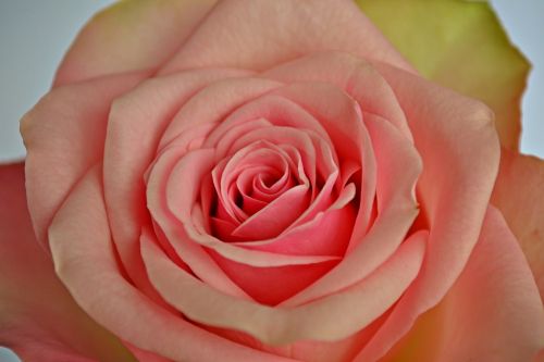 flowers roses pink rose
