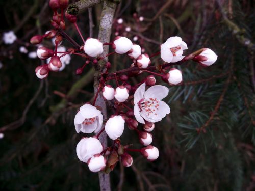 japanese cherry blossom pink spring