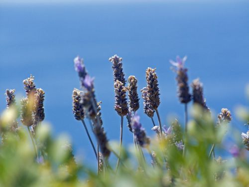 flowers sea nature