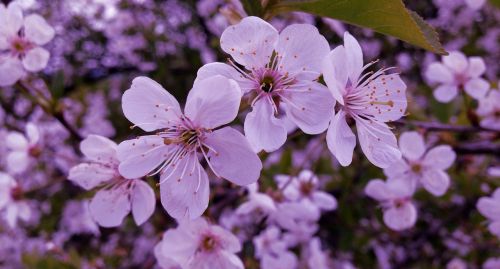 flowers spring blooms