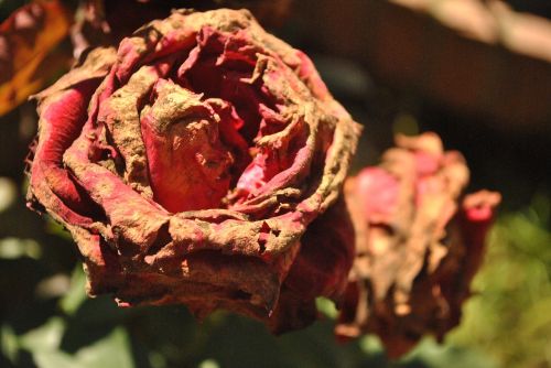 dry roses flowers rosa